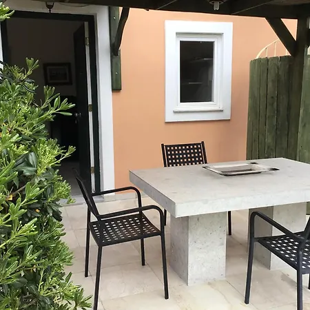 Rosa ゴウヴィア